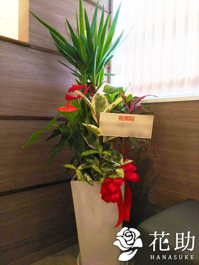 陶器鉢入りおまかせ観葉植物【尺鉢】 30000円 | 開店祝い・開業