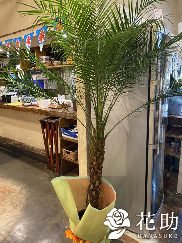 販売期間6 1 10 31 観葉植物 フェニックス ロべ 円 価格帯 15 000円以上 000円未満 花助 祝花 厳選花屋から全国対応