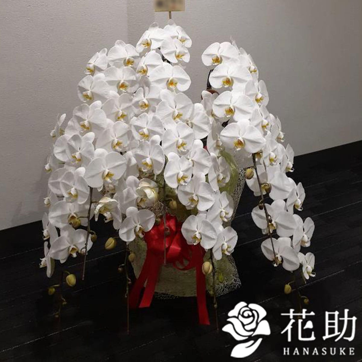 胡蝶蘭 7本立ち 【白】 100000円 | 胡蝶蘭 | 【花助】祝花・厳選
