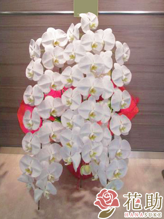 胡蝶蘭3本立ち 35輪以上 【M】 | 当選祝い・受賞祝い・誕生日（個人