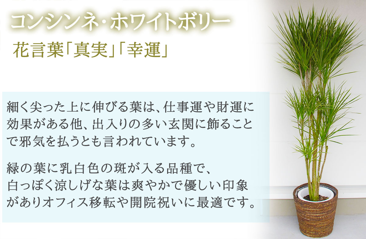 法人企業への新築 移転祝いは 花助の観葉植物 円