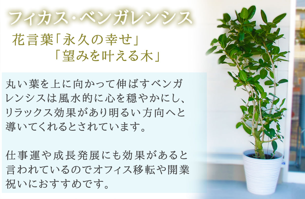 おしゃれな鉢カバー付き 観葉植物 フィカス ベンガレンシス 000円 価格帯 000円以上30 000円未満 花助 祝花 厳選花屋から全国対応