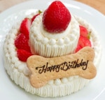 犬用ケーキ 猫 誕生日 お祝い 「 ハッピー ゴージャス スペシャル な 2段 ショートケーキ 」 ドッグフード グルテンフリー豪華 最高 記念日 安心 安全 シニア犬 ラクトース フリー 乳糖 フリー 犬 猫用ケーキ アレルギー アレルゲン おすすめ 人気 プレゼント 贈答 ギフト 映え