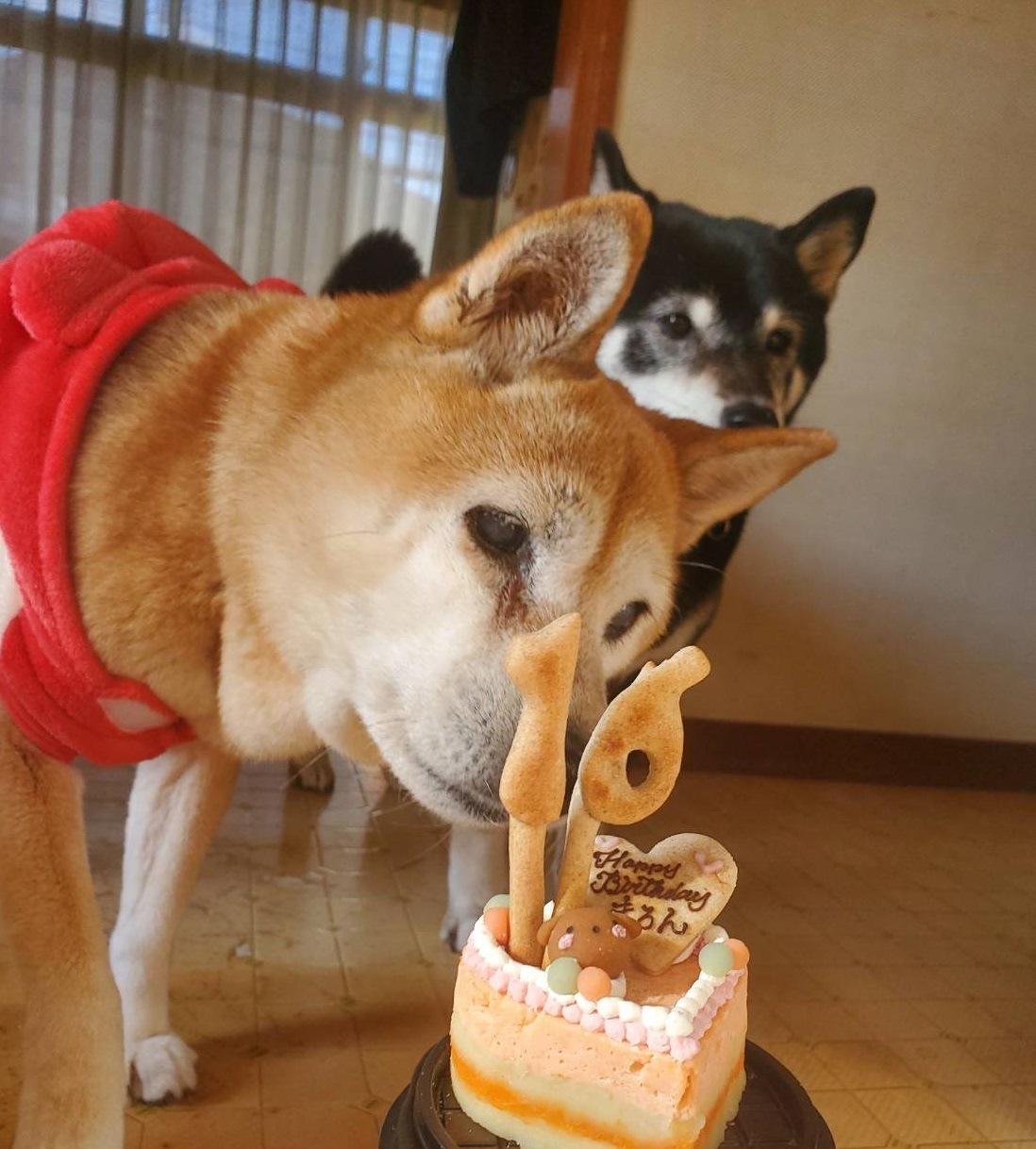 犬 猫用ケーキ 無添加 「 ハッピープチLOVEフード 」 誕生日 魚 鮭 ケーキ ドッグフード　グルテンフリー　小型犬 猫 小さいサイズ シニア 安心 安全 ラクトースフリー 乳糖 フリー アレルギー アレルゲン 下痢 腹痛 嘔吐 贈答 プレゼント 人気 おすすめ