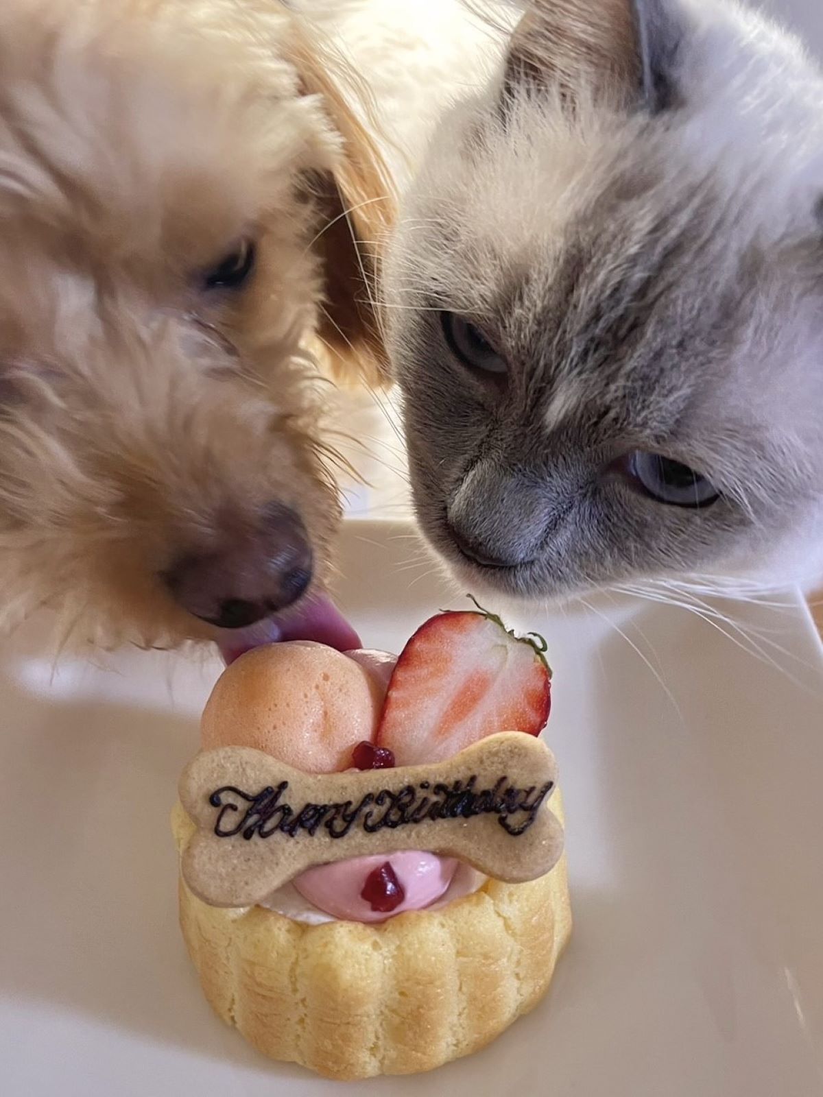 今だけ半額！！「 ハッピー プチ シャルロット 」無くなり次第終了！ 　犬猫ケーキ
