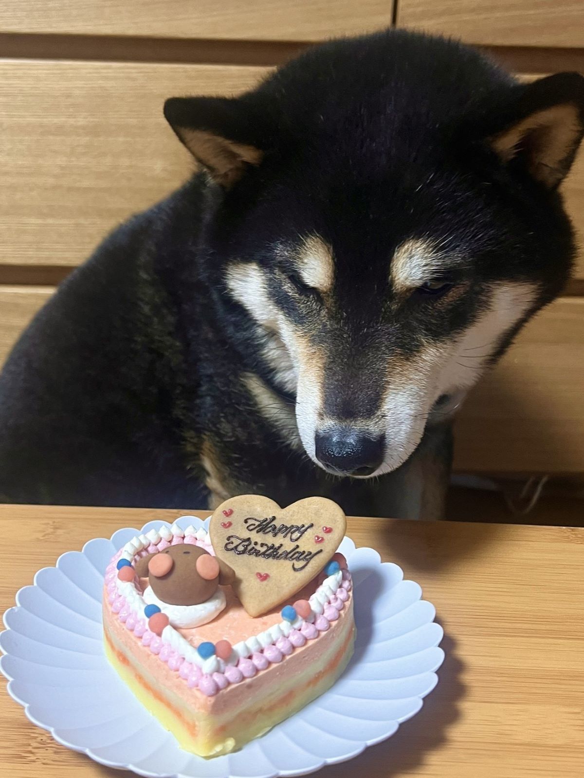 猫用ケーキ 犬 低脂肪 「 ハッピーLOVEフード 」 誕生日 ケーキ 犬用ケーキ ドッグフード お祝い 魚タンパク シニア 安心 安全 ラクトースフリー 乳糖 フリー ケーキ 人気 おすすめ プレゼント 贈答 グルテンフリー