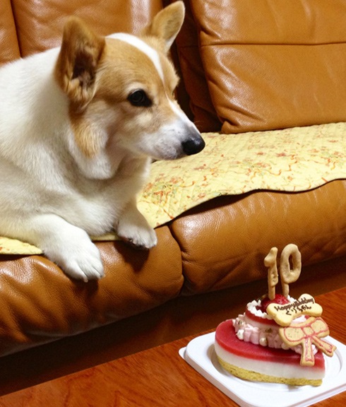 犬用ケーキ 誕生日 「 塩不使用 ！ レアチーズケーキ ハッピーピュアチーズ【LOVE】 」 無添加 グルテンフリードッグフード お祝いケーキ 犬 猫 安心 安全 シニア ラクトースフリー 乳糖 フリー 猫用ケーキ アレルギー アレルゲン おすすめ 人気 記念 グルテンフリー