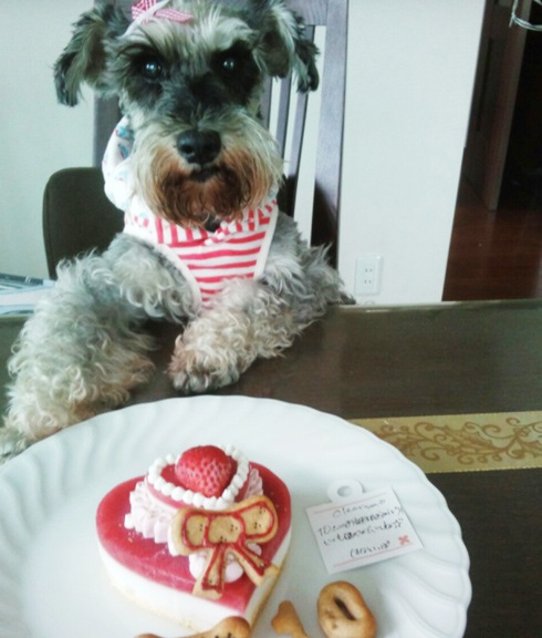 犬用ケーキ 誕生日 「 塩不使用 ！ レアチーズケーキ ハッピーピュアチーズ【LOVE】 」 無添加 グルテンフリードッグフード お祝いケーキ 犬 猫 安心 安全 シニア ラクトースフリー 乳糖 フリー 猫用ケーキ アレルギー アレルゲン おすすめ 人気 記念 グルテンフリー