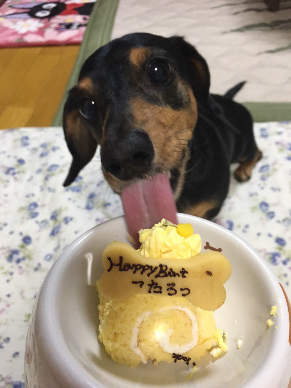 犬 ケーキ 猫 「 NEW クルクルプチロール カボチャ 」 無添加 犬用ケーキ 猫用ケーキ 犬 猫 安心・安全 シニア ラクトースフリー 乳糖 フリー 犬 猫用ケーキ アレルギー アレルゲン 人気 おすすめ 