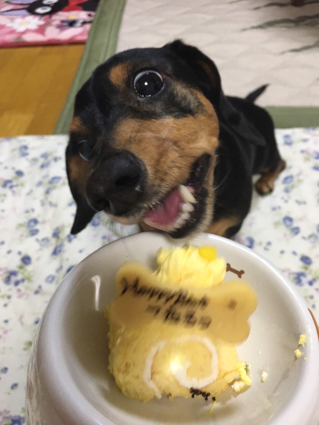 犬 ケーキ 猫 「 NEW クルクルプチロール カボチャ 」 無添加 犬用ケーキ 猫用ケーキ 犬 猫 安心・安全 シニア ラクトースフリー 乳糖 フリー 犬 猫用ケーキ アレルギー アレルゲン 人気 おすすめ 