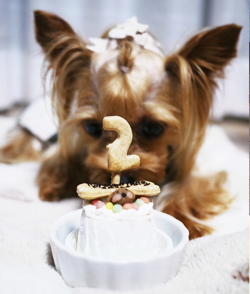 犬 猫 誕生日 ケーキ 人気 「 ハッピープチミート 」 無添加 小さい サイズ 犬用ケーキ 猫用ケーキ ドッグフードグルテンフリー 一番 ラクトースフリー 乳糖フリー 桜姫 鶏ササミ肉 肉 フードケーキ おすすめ 食いつき  映える