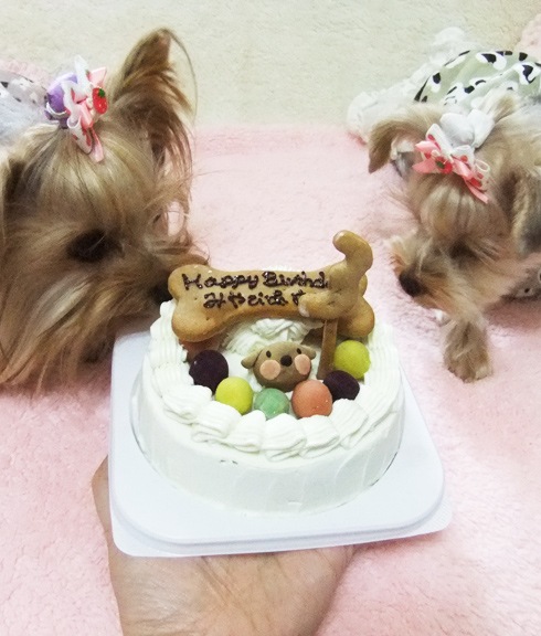 犬 猫 ケーキ 人気 「 ハッピーミート 」 犬用ケーキ ドッグフード 誕生日 お祝い 中 大型犬 肉のケーキグルテンフリー 鶏ササミ肉 桜姫 無添加 ドッグ フード ラクトースフリー 乳糖 フリー お祝い ギフト 贈答 人気 おすすめ プレゼント 食いつき 完食　　