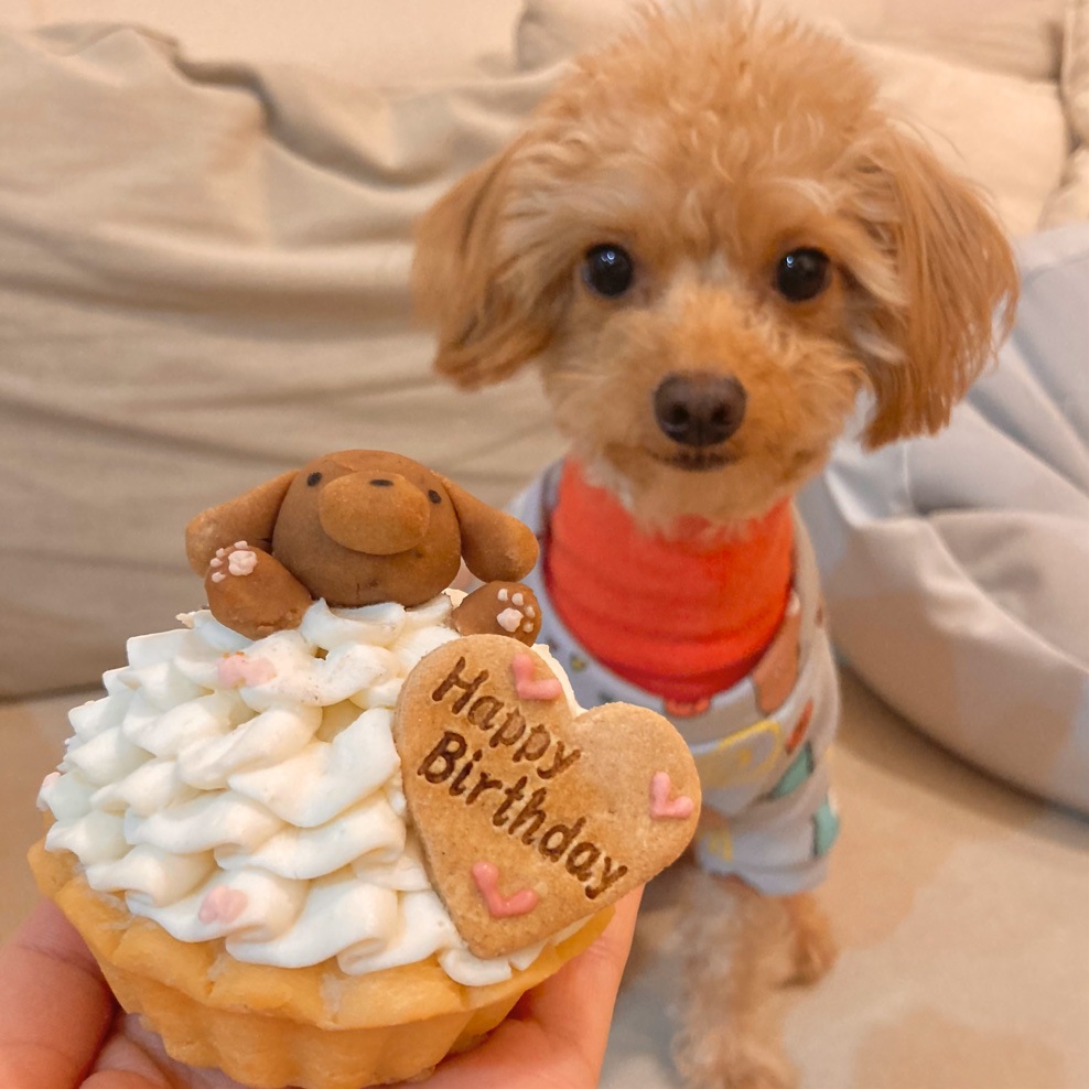 犬用ケーキ 無添加 誕生日 「 ハッピープリティーウーわん 」 犬 ケーキ　グルテンフリー ドッグフード 猫 安心 安全 シニア ラクトースフリー 乳糖 フリー 猫用ケーキ アレルギー アレルゲン 人気 おすすめ 映え 食いつき