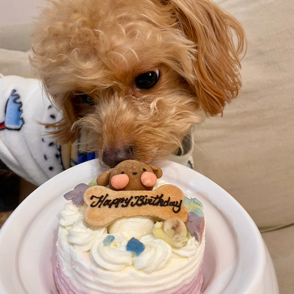 犬用ケーキ 猫 ケーキ 無添加 「 紫陽花苺ショートケーキ ( プチ )」 乳製品の心配のいらない 乳糖フリー 安心安全 犬 おやつ お誕生日ケーキ 猫用 (AS01)