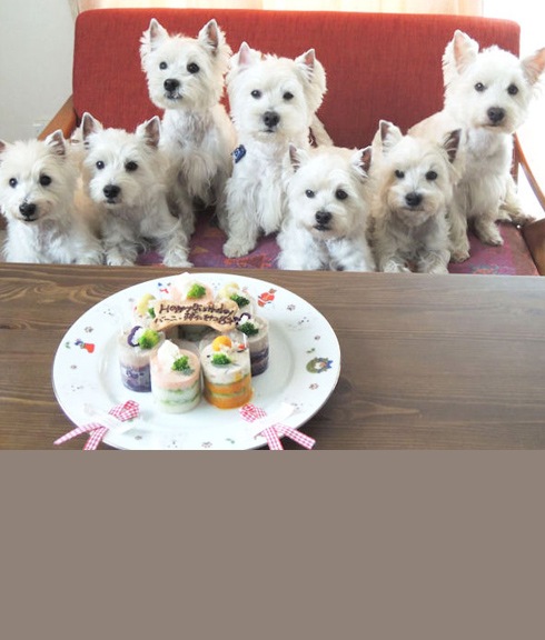 犬 猫 ケーキ ごはん 魚 野菜 「 サーモンとじゃが芋のテリーヌ 」 犬用ケーキ ドッグフード 猫用ケーキ 犬用ごはん 猫用ごはん 手作りごはん サーモン アスタキサンチン 高タンパク 消化吸収 ビタミン