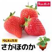 親株用イチゴ苗】 とちおとめ 9cmポット 野菜苗 培土 種 堆肥