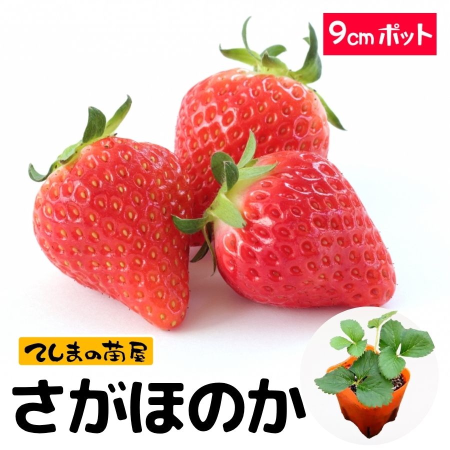 植えどきの旬！山菜の横綱アイコ苗！お得の25芽　春用　おまけ付き 植えどきの旬 山菜の横綱アイコ苗 お得の25芽 春用 おまけ付き