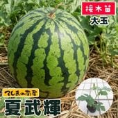 �ڤƤ��ޤ��ġ�  ��̥����� ���� �Ǻ������� 9cm�ݥå� ����� ���� �� ���� �ڿ͵���