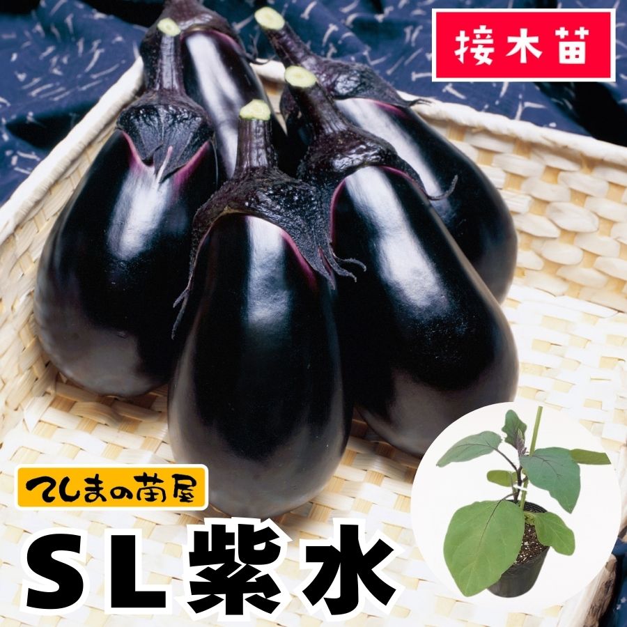 てしまの苗】 水ナス SL紫水 断根接木苗 9cmポット 野菜苗 培土 種