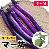 �ڤƤ��ޤ��ġ�  �ʥ��� �ޡ�˷ �Ǻ��Ǻ������� 9cm�ݥå� ����� ���� �� ���� �ڿ͵���