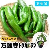 �ڤƤ��ޤ��ġ� �ȥ����饷�� ������ȥ����饷 ������ 9cm�ݥå� ����� ���� �� ���� �ڿ͵���