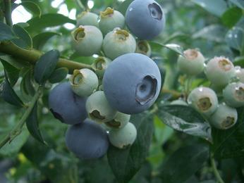 ブルーベリー苗　ティフブルー＆ブライトウェル大苗2本セット ブルーベリー苗 ブライトウェル&ティフブルー大苗2本セット 3年生育