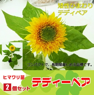 生産農場直送!!】ヒマワリ苗 テディーベア 9cmポット 2株セット | て