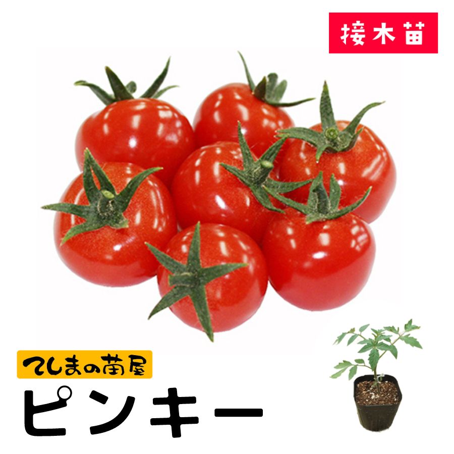 てしまの苗】 ミニトマト ピンキー 断根接木苗 9cmポット 野菜苗 培土