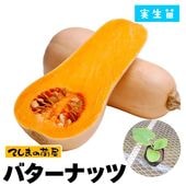 �ڤƤ��ޤ��ġ� ���ܥ����� �Х����ʥå� ������ 9cm�ݥå� ����� ���� �� ���� �ڿ͵���