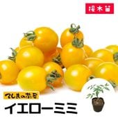 てしまの苗】 大玉トマト ホーム桃太郎 断根接木苗 9cmポット 野菜苗