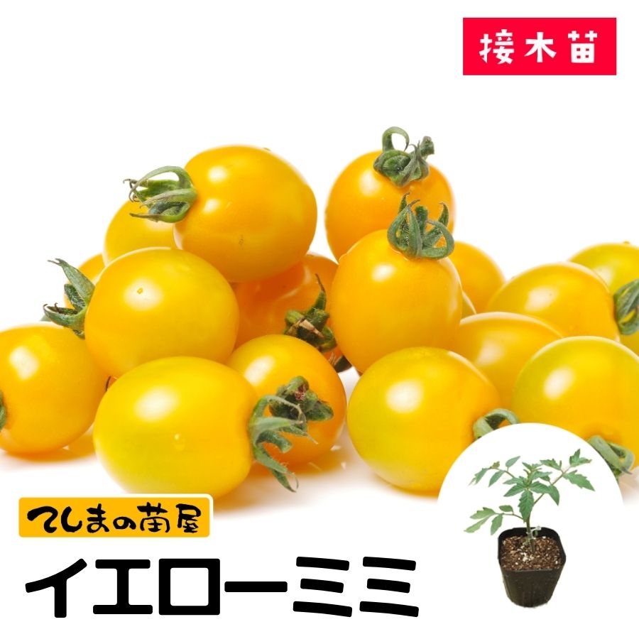 てしまの苗】 ミニトマト苗 イエローミミ 断根接木苗 9cmポット 野菜苗