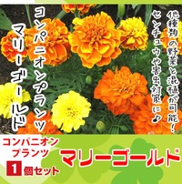 てしまの苗】 コンパニオンプランツ マリーゴールド 実生苗 9cmポット