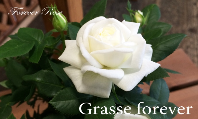 【バラ売り品】【まとめ買い方、複数買い方またはフォロワー樣専用サビース品】 ビーズ 『バラビーズ 丸小 No.148F』 TOHO BEADS トーホービーズ