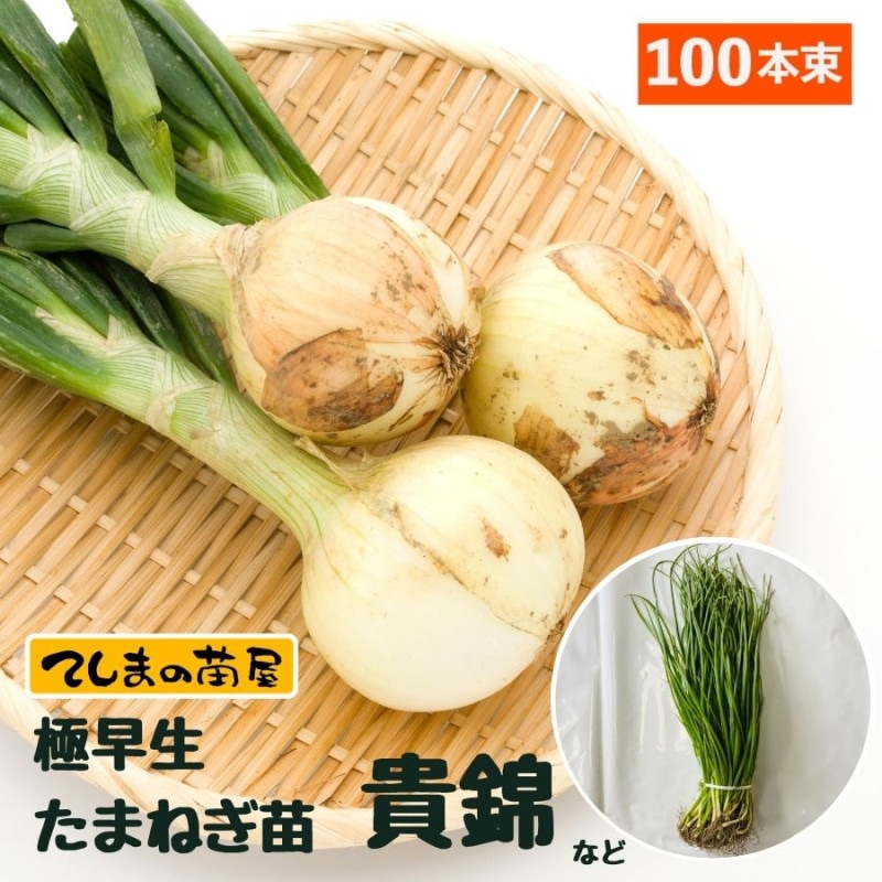 ���������ޤͤ��� ȴ���� ��100��« ���ӡ������ѡ����åס������饨�����ץ쥹�Τ��Ť줫 ���ʼ�����Բ� 10��ܡ�ȯ�� ���ޥͥ�