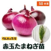 赤玉葱苗1000本 玉ねぎ苗（中晩生）千紅一号 100本 赤たまねぎ 赤玉葱 たまねぎ