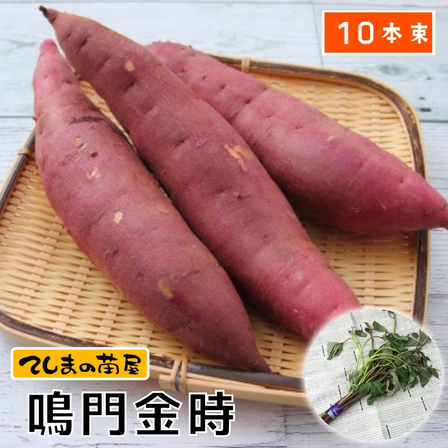 口豪奢 さつまいも苗（イモヅル） てしまの苗】 サツマイモ 1 鳴門金時 果菜