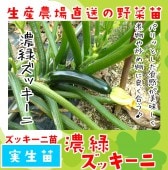 ڤƤޤġ å ǻХå  9cmݥå     ڿ͵