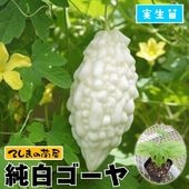 �ڤƤ��ޤ��ġ� �������� ���򥴡��� ������ 9cm�ݥå� �ڿ͵���