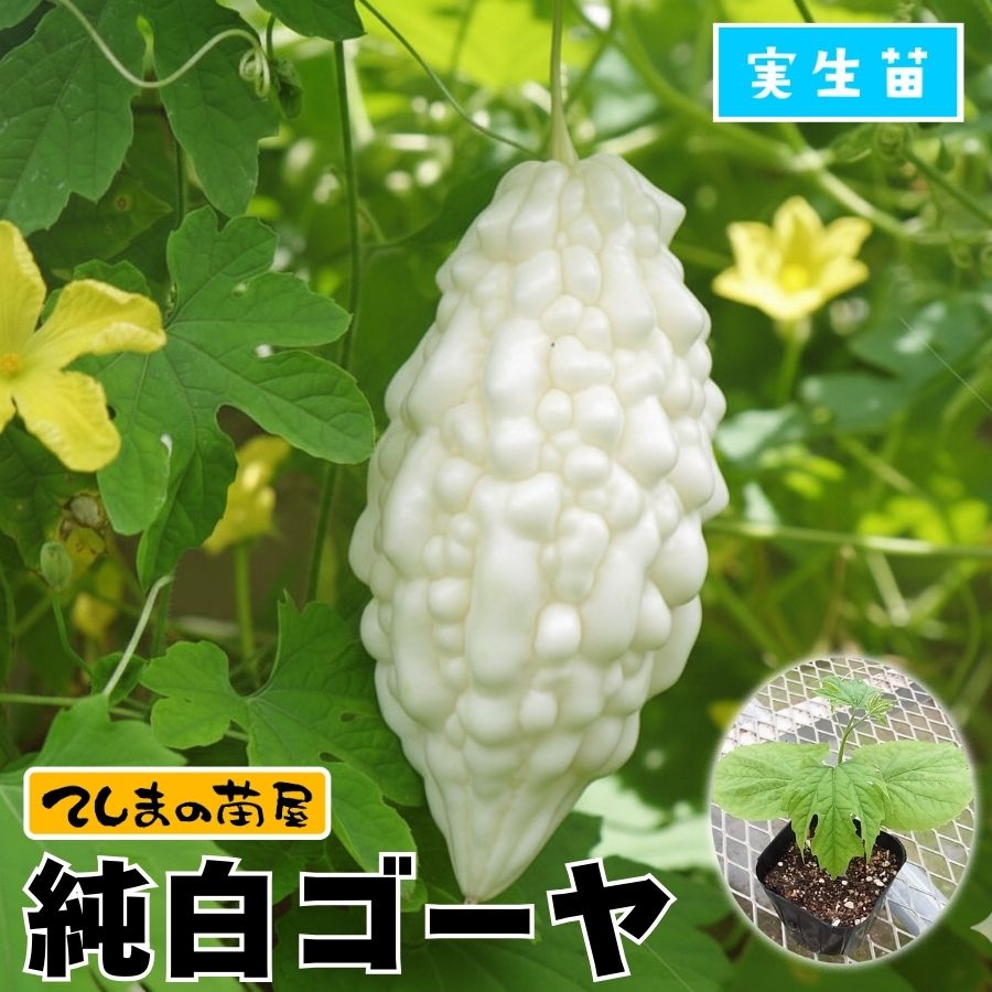 てしまの苗】 ゴーヤ苗 純白ゴーヤ 実生苗 9cmポット 【人気】 | て