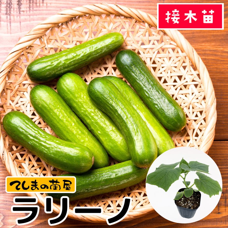 てしまの苗】 キュウリ ラリーノ 断根接木苗 9cmポット 野菜苗 培土 種