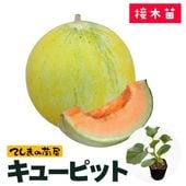 �ڤƤ��ޤ��ġ� ������� ���塼�ԥå� �Ǻ������� 9cm�ݥå� ����� ���� �� ���� �ڿ͵���