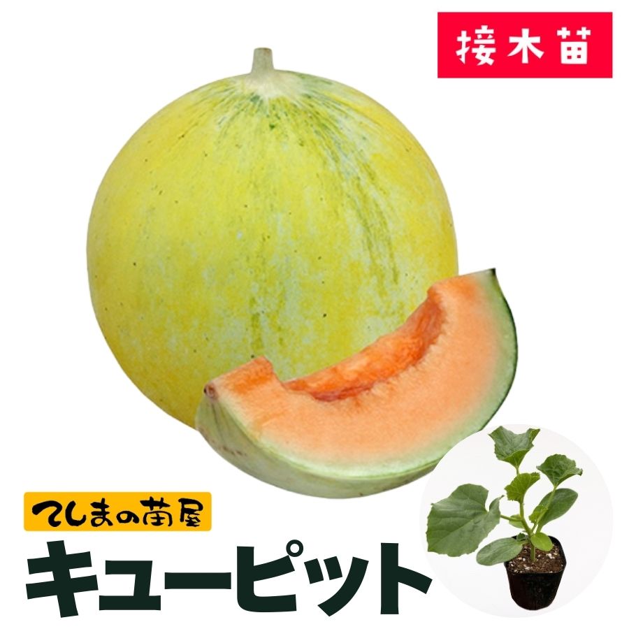 てしまの苗】 メロン苗 キューピット 断根接木苗 9cmポット 野菜苗