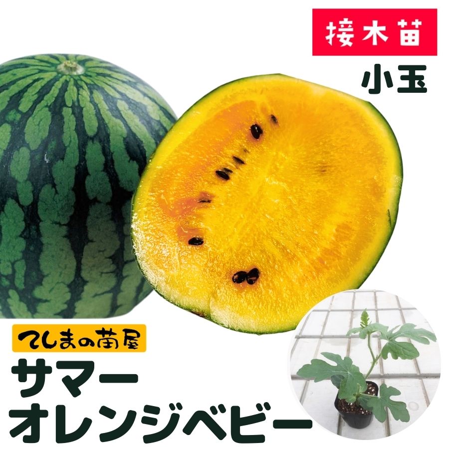 てしまの苗】 小玉スイカ サマーオレンジベビー 断根接木苗 9cmポット