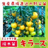 �ڤƤ��ޤ��ġ� �ߥ˥ȥޥ��� ���顼�� �Ǻ������� 9cm�ݥå� ����� ���� �� ���� �ڿ͵���