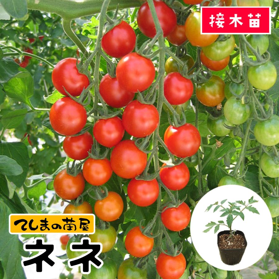 てしまの苗】 ミニトマト苗 ネネ 断根接木苗 9cmポット 野菜苗 培土 種