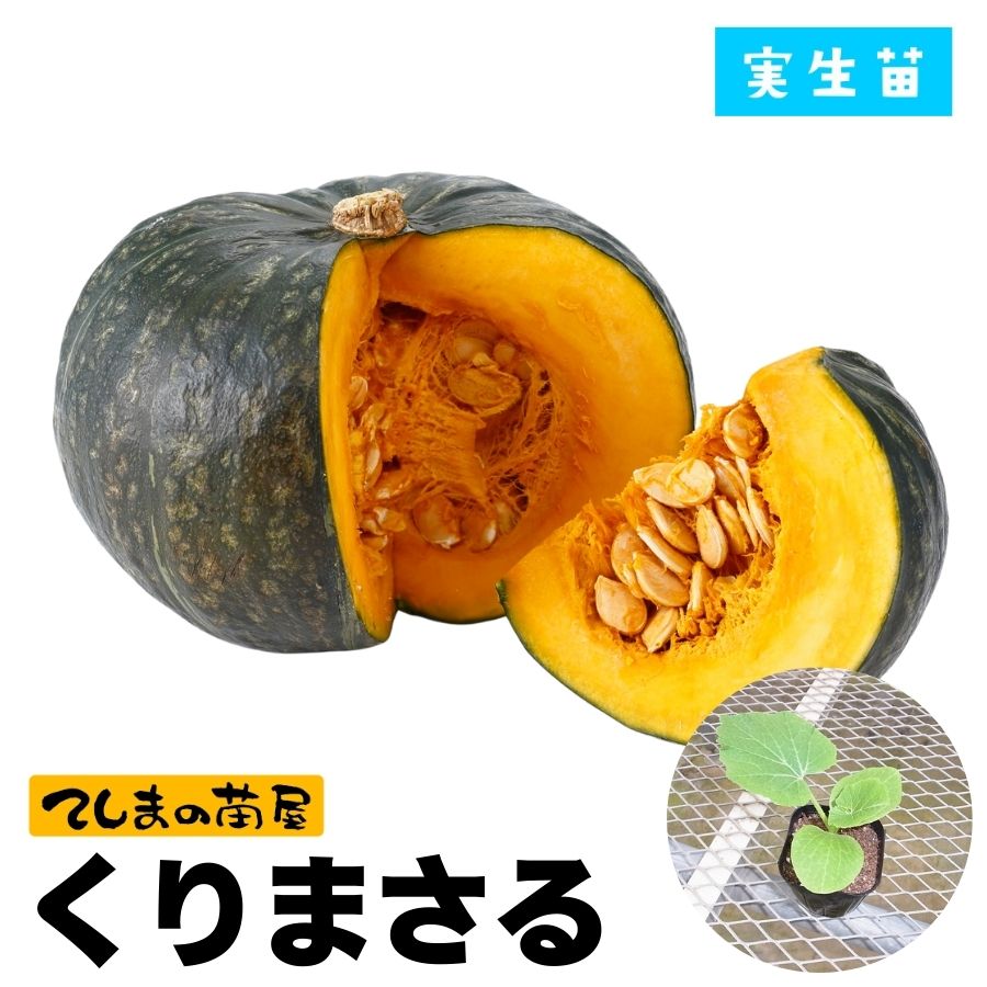 てしまの苗】 カボチャ苗 くりまさる 実生苗 9cmポット 野菜苗 培土 種