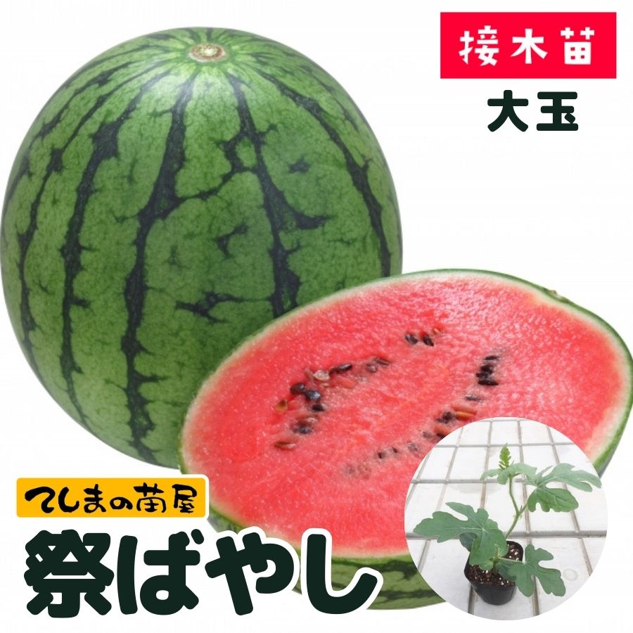 てしまの苗】 大玉スイカ 祭ばやし777 断根接木苗 9cmポット 野菜苗