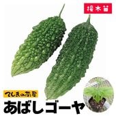 �ڤƤ��ޤ��ġ� ������ ���Ф������� �Ǻ������� 9cm�ݥå� ����� ���� �� ���� �ڿ͵���