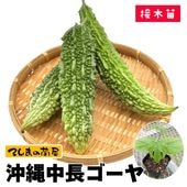 �ڤƤ��ޤ��ġ� ������Ĺ������ �Ǻ������� 9cm�ݥå� ����� ���� �� ���� �ڿ͵���