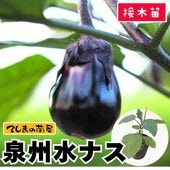 �ڤƤ��ޤ��ġ� �ʥ��� ������ʥ� �Ǻ������� 9cm�ݥå� ����� ���� �� ���� �ڿ͵���